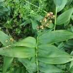 Maianthemum stellatumഫലം