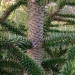 Araucaria araucana چھال