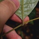 Lithocarpus conocarpus List