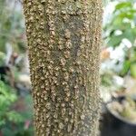 Vachellia collinsii Kabuk