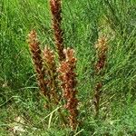 Orobanche rapum-genistae Habitus