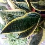 Sansevieria trifasciata পাতা