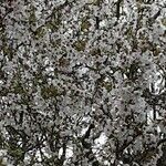 Prunus incisa Natur