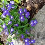 Lobelia erinusFlower