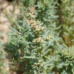 Suaeda maritima Mosusu