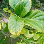 Citrus trifoliata ഇല