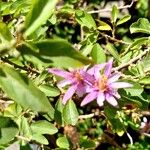 Grewia occidentalis Flower