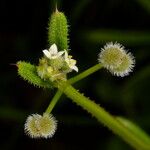 Galium aparine 花
