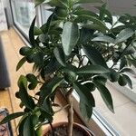 Citrus japonica List