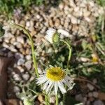 Erigeron neomexicanus 花