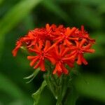 Silene chalcedonica Flower