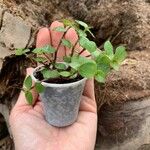 Callisia repens Leaf