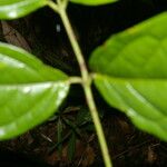 Tetrapterys styloptera 葉