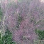 Muhlenbergia capillaris Цвят