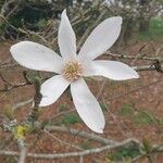 Magnolia × proctoriana फूल