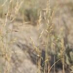 Festuca juncifolia Inny