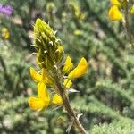 Adenocarpus foliolosus Flor