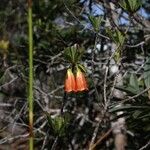 Thiollierea campanulata 花