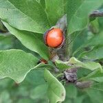 Magnolia kobusFruit