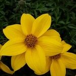 Bidens ferulifolia Virág