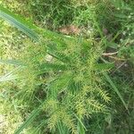 Cyperus odoratus Kukka