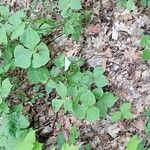 Trillium flexipes Blatt