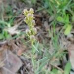 Linaria angustissima Frukt