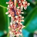 Ligustrum lucidum Virág