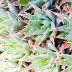 Deuterocohnia brevifolia Leaf