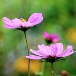 Cosmos bipinnatus Blüte