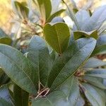 Rhododendron keysii Blatt