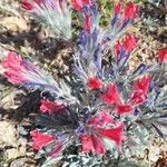 Echium albicans Flower