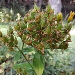 Hypericum tetrapterum फल