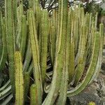 Euphorbia canariensis Plante entière