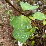 Symphoricarpos albus Folha