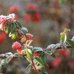 Cotoneaster integrifolius Blad