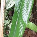 Calathea lasiostachya Hoja