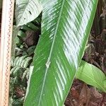 Calathea lasiostachya Leaf