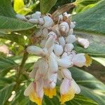 Alpinia zerumbet Blüte