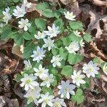 Anemonella thalictroides Fulla