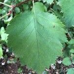 Crataegus submollis Leaf