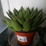 Echeveria agavoides Feuille