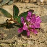 Trifolium resupinatum Flower