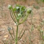 Plantago indica Alkat (teljes növény)