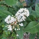 Viburnum rugosumVirág