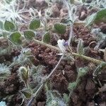 Kickxia lanigera Flor