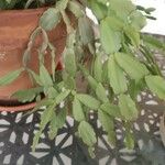 Schlumbergera bridgesii Fulla