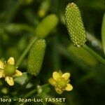 Ranunculus sceleratus Other