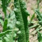 Anchusa arvensis পাতা