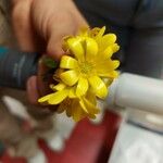 Ranunculus californicus Bloem
